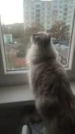 Ragdoll páreček