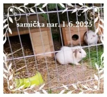 Morčecí holčičky k odběru