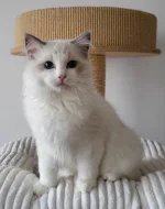 Ragdoll s PP