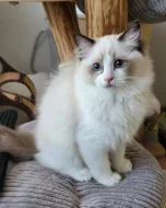 Ragdoll s PP