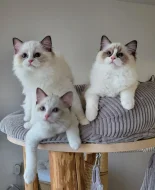 Ragdoll s PP