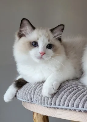 Ragdoll s PP