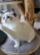 Ragdoll s PP