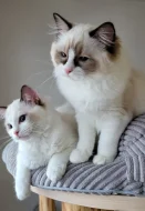 Ragdoll s PP