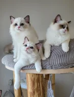 Ragdoll s PP