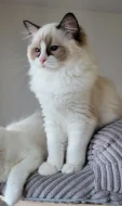 Ragdoll s PP