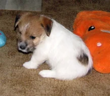 Poslední štěně - fenka Jack Russell teriéra s PP k rezervaci – k odběru od 4.9.