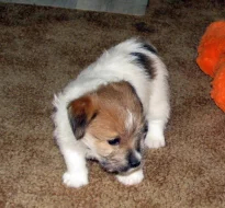 Poslední štěně - fenka Jack Russell teriéra s PP k rezervaci – k odběru od 4.9.