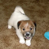 Poslední štěně - fenka Jack Russell teriéra s PP k rezervaci – k odběru od 4.9.