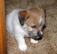 Poslední štěně - fenka Jack Russell teriéra s PP k rezervaci – k odběru od 4.9.