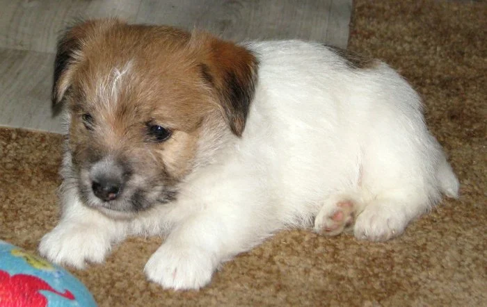 Poslední štěně - fenka Jack Russell teriéra s PP k rezervaci – k odběru od 4.9.
