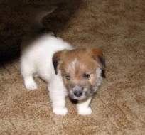 Poslední štěně - fenka Jack Russell teriéra s PP k rezervaci – k odběru od 4.9.