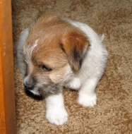 Poslední štěně - fenka Jack Russell teriéra s PP k rezervaci – k odběru od 4.9.