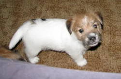 Poslední štěně - fenka Jack Russell teriéra s PP k rezervaci – k odběru od 4.9.