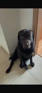Labrador