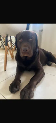 Labrador