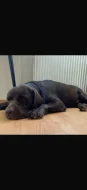Labrador