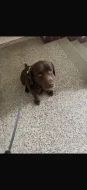 Labrador
