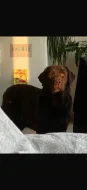 Labrador