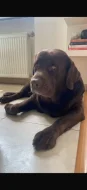 Labrador