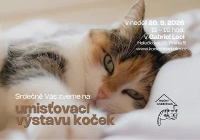 Umísťovací výstava koček v Gabriel Loci v Praze 5