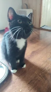 Krásná kočička Marcelka