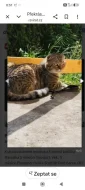 Krásná kočička Marcelka