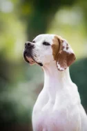 Anglický pointer