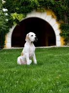 Anglický pointer