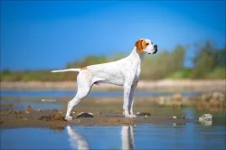 Anglický pointer
