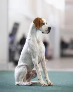 Anglický pointer