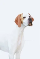 Anglický pointer