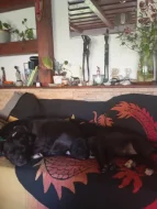 Kříženec Bull vlčák