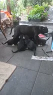 Kříženec Bull vlčák
