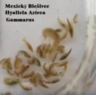 Živé krmivo, násady - Auloforus, Izya, Grindal, Mikry, Vířníci, Dafnie, Moina, Blešivec...