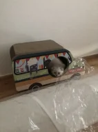 Skotský klapouchý kocourek