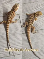 Agama vousatá