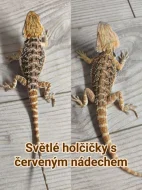 Agama vousatá