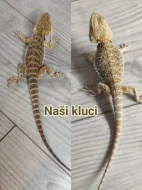 Agama vousatá