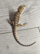 Agama vousatá