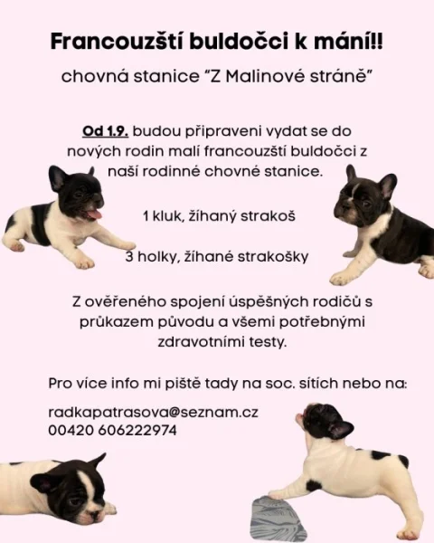 Francouzský buldoček