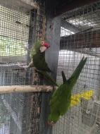 Aratinga škraboškový chovu schopný pár 20.000 kc