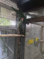 Aratinga škraboškový chovu schopný pár 20.000 kc