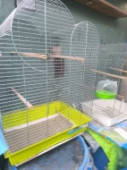 Aratinga škraboškový chovu schopný pár 20.000 kc