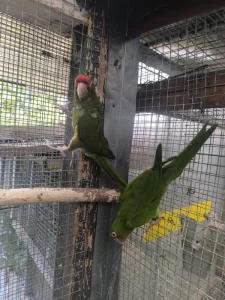 Aratinga škraboškový chovu schopný pár 20.000 kc