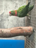 Aratinga škraboškový chovu schopný pár 20.000 kc