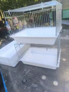 Aratinga škraboškový chovu schopný pár 20.000 kc