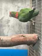 Aratinga škraboškový chovu schopný pár 20.000 kc