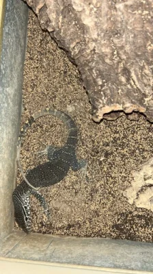 Varanus nicolotus