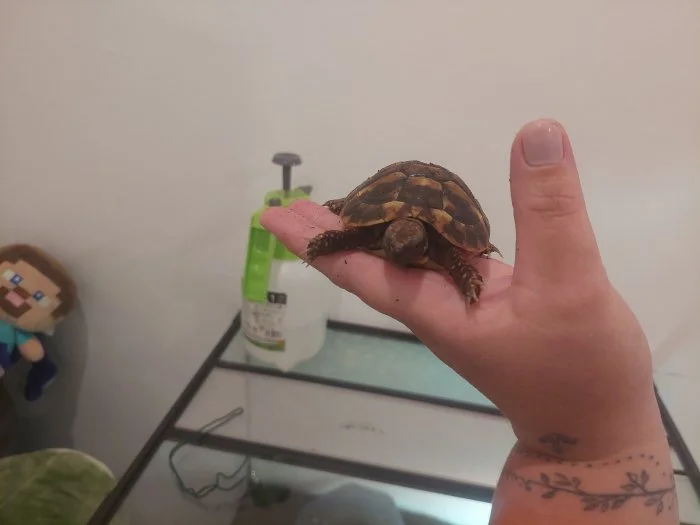 (Želvy zelenavelé) Testudo hermanni